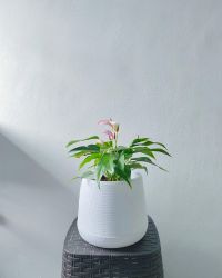 Image Not Load